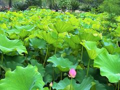 -沐仙湖湿地公园