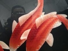 -邓记新一代糖油果子(四川煤管局供销公司职工宿舍店)