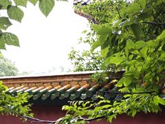 -天目山大树王景区