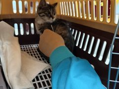 -中农国际动物医院24小时·猫科·骨科·急重症中心