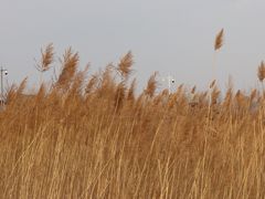 -野鸭湖国家湿地公园