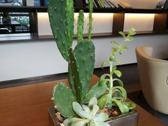 -MR鹅外