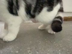 -伟伟宠物医院·瑞派猫友好医院·猫科(光谷店)