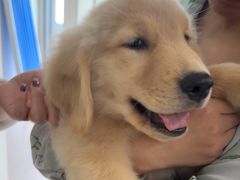 -佳雯宠物医院·皮肤科·内外科(春晓路分院)