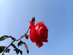 -香蜜公园