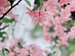 -莫愁湖公园