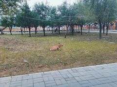 -北京鹿世界主题园