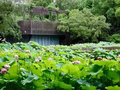 -陈家山荷花公园