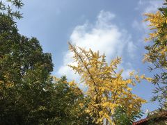 景观位-香园自助小火锅