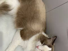 -糯米喵星人·撸猫猫舍咖啡馆(西市场嘉华店)