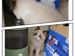 -屋虎猫馆(宝安大仟里店)