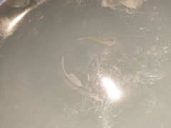 -稍可轩博物馆餐厅