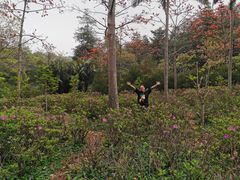 -云溪植物园
