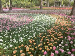 -上海鲜花港