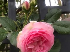 -杭州观成实验学校