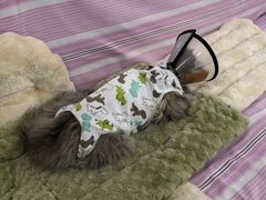 -关爱宠物医院·猫科中心·消化科(滨湖万达分院)