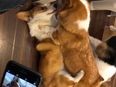 -柯斗斗主题餐厅·狗咖·围炉煮茶·茶饮(国瑞升平里店)