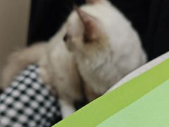 -安安宠医宠物医院·异宠·犬猫内科(岳阳分院)