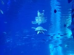 -成都浩海立方海洋公园