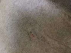 -乐琪宠物医院·犬猫专科·骨外科·急重症