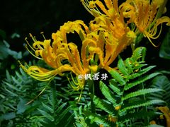 -杭州植物园