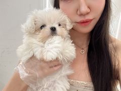 -翊宠yipet猫狗购宠庄园犬舍•猫舍