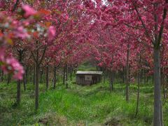 -西部兰花园生态园