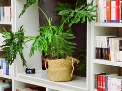 -二酉书店TOYOU BOOKS