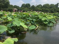 -荷塘月色湿地公园·向阳花洲