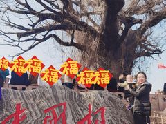 -大槐树寻根祭祖园