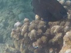 -亚龙湾海底世界