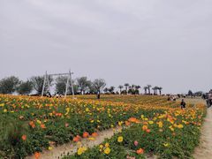 -空港花田景区