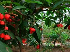 -兰陵国家农业公园