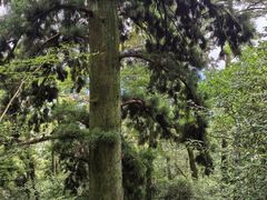 -天目山大树王景区