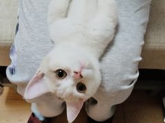 -唐小姐の猫狗洗护·购宠旗舰店(周浦万达店)
