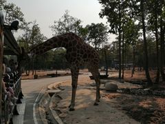 -清迈夜间动物园