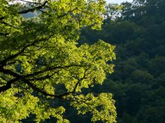 -青峰峡国家森林公园