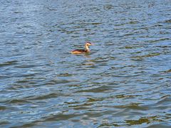 -野鸭湖国家湿地公园