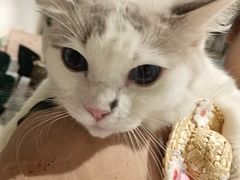 -喵喵咪呀布偶猫咖(春熙路店)