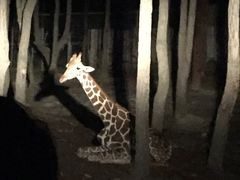 -清迈夜间动物园