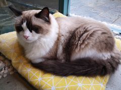 -喵屿·大理花园猫咖