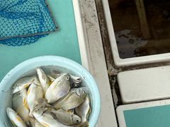 -鑫艋游艇海钓俱乐部