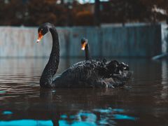 -百灵希尔顿逸林酒店大堂吧