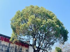 -黎阳老街
