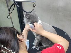 -PETKIT 小佩宠物·低压洗护·美容·寄养(安远店)