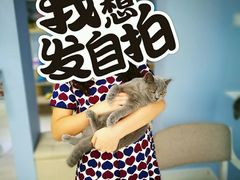 -喵的天空名猫咖啡馆·撸猫·猫舍·用品