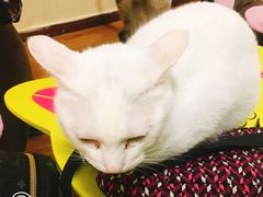 -李小姐の猫咖啡馆(五角场店)