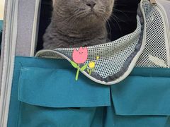 -关爱宠物医院·猫科中心·消化科(滨湖万达分院)