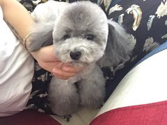 -小呆的宠物店·宠物售卖·宠物寄养(城西店)