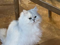 -猫猫幼稚园·撸猫·桌游·电玩